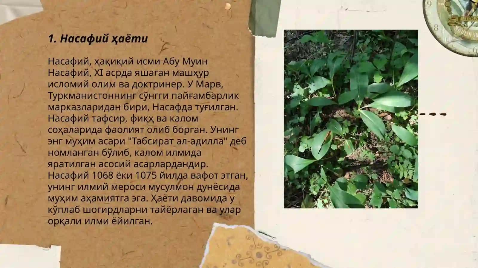 Насафий ҳаёти 3