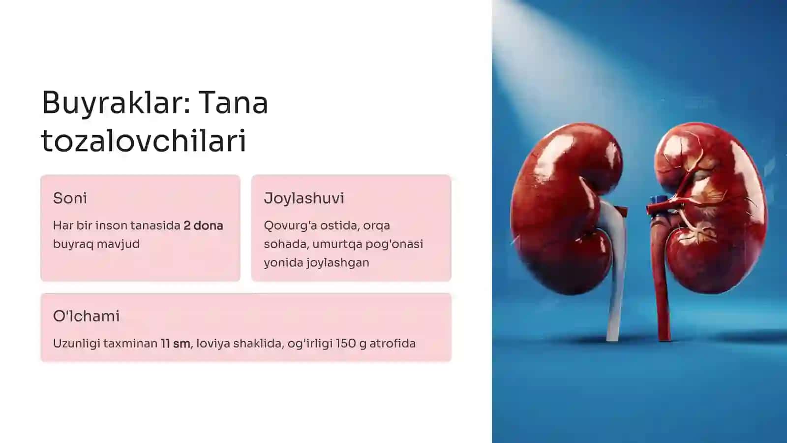 Siydik ajratish organlari: Tuzilishi va funksiyalari 3