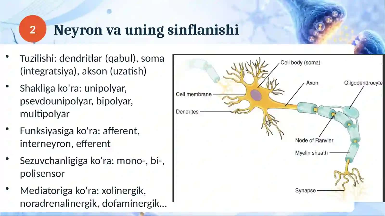 Glia hujayralar 3
