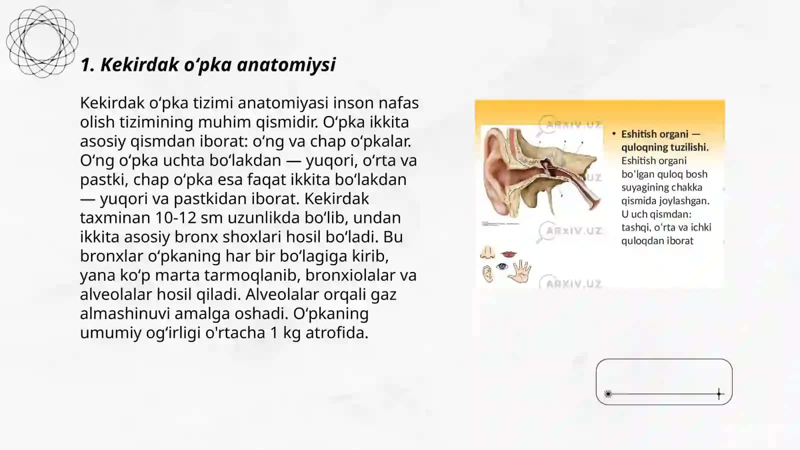 Kekirdak oʻpka funksional tomografik anatomiysi 3