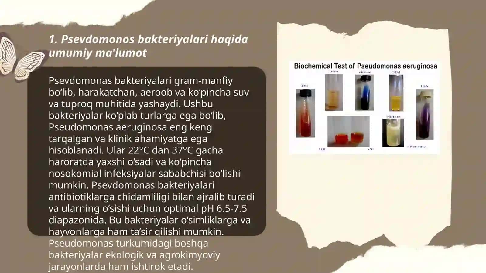 Psevdomonos bakteriyalari haqida umumiy ma'lumot 3