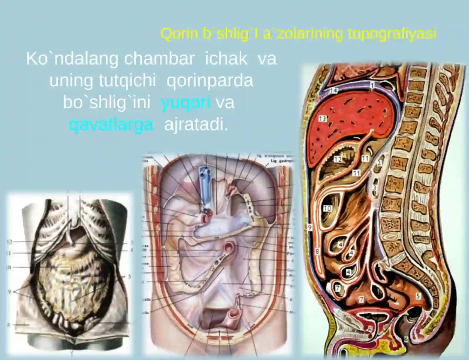 Qorin bo`shlig`ining klinik anatomiyasi 3