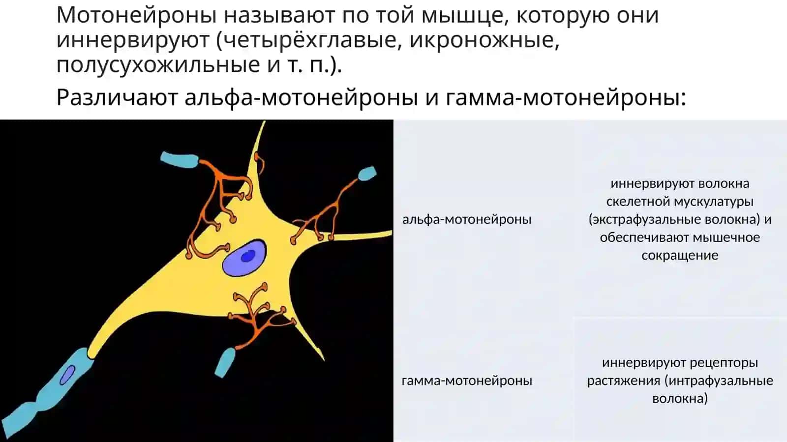 Функциональная характеристика мотонейронов спинного мозга 3