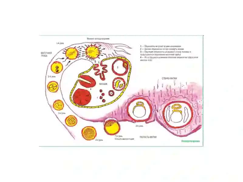 CLASSIFICATION OF FEMALE GENITALS: 3