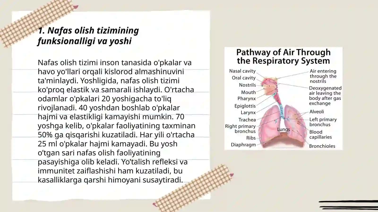 Nafas tizimining yoshga oid fiziologiyasi va gigiyenasi 3