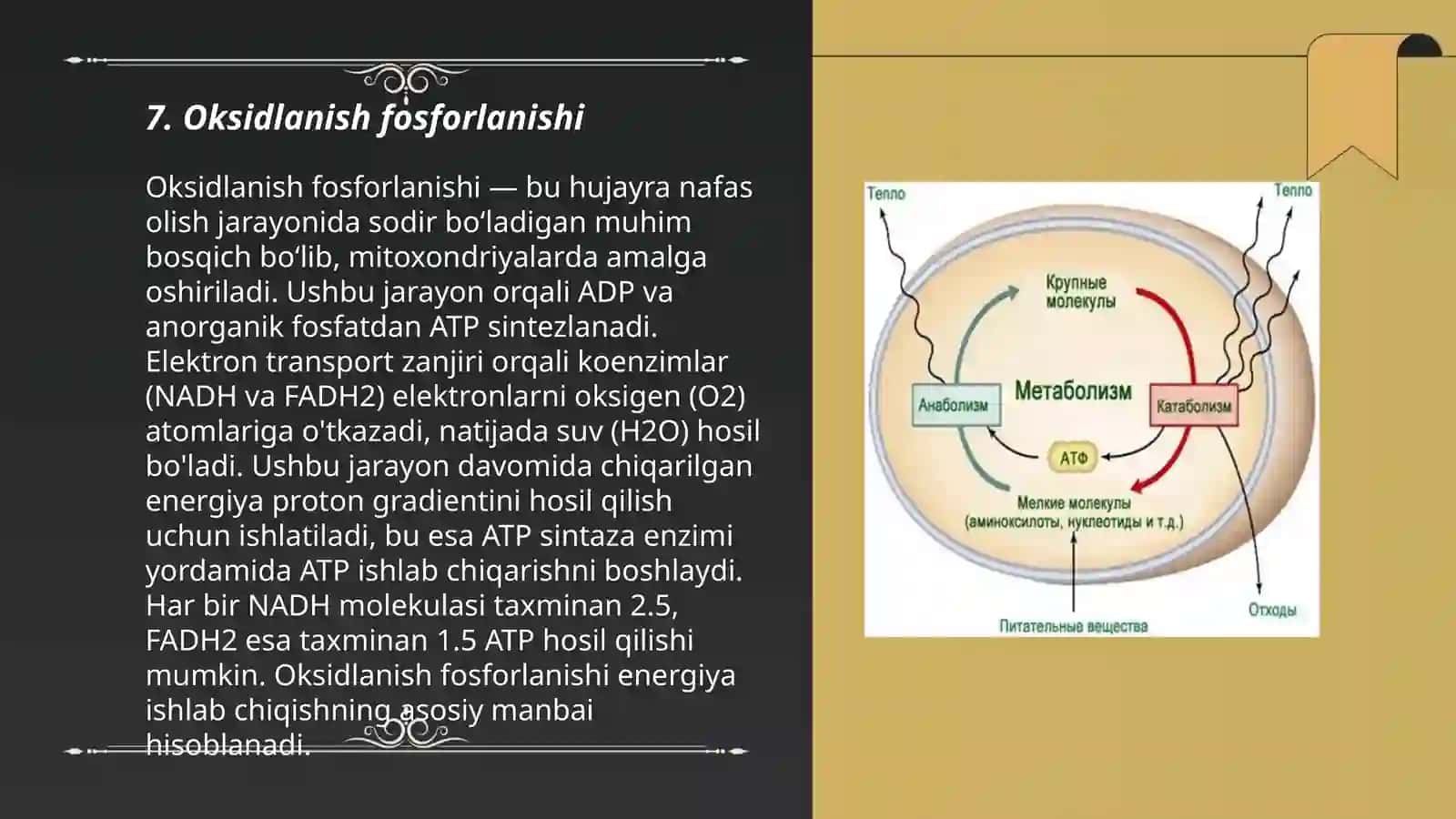 Metabolizm jarayonida energiya hosil boʻlishi va sarflanishi 3