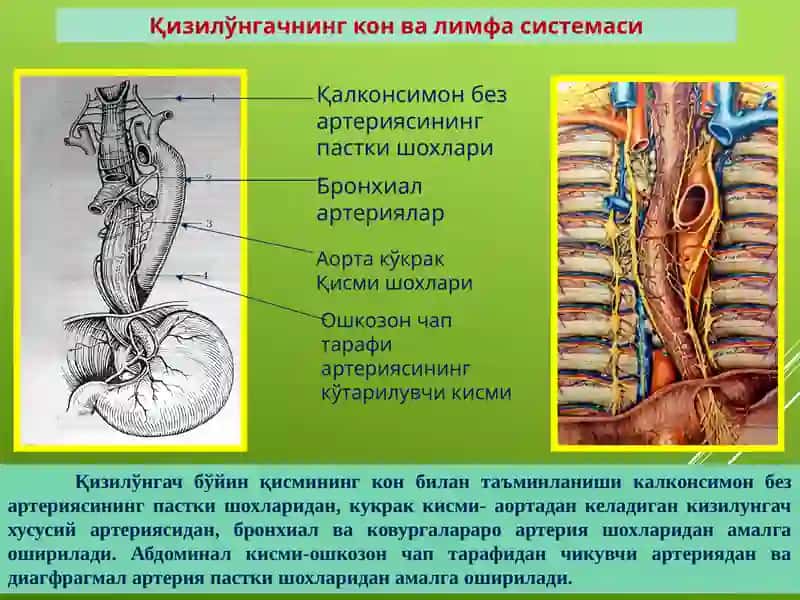 Қизилўнгач саратони.Этиопатогенези, клиникаси, диагностикаси, даволаш принциплари 3