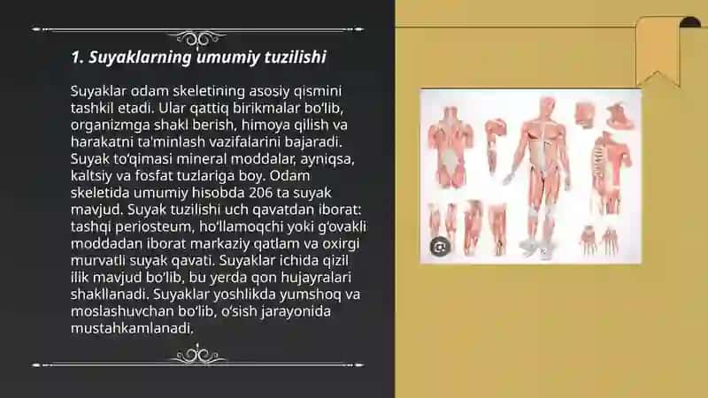 Suyaklar tuzilishi va topografiyasi 3