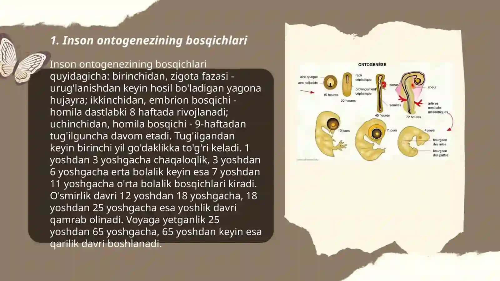 Insan sanasiniñ ontogenezde rawajlaniwi 3