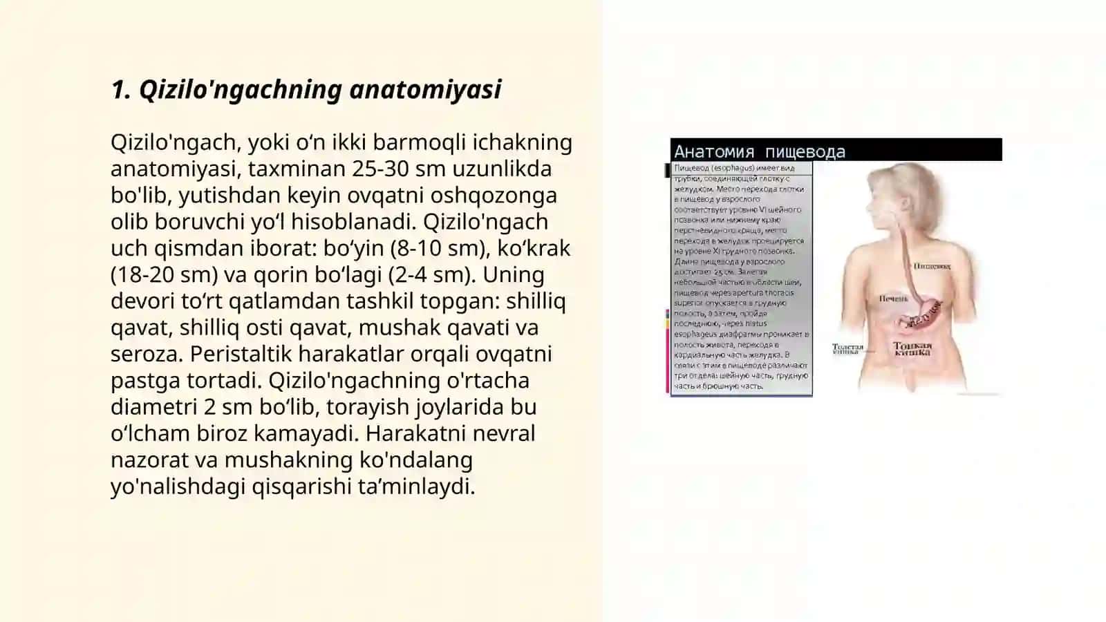 Qizilo'ngachning anatomiyasi 3