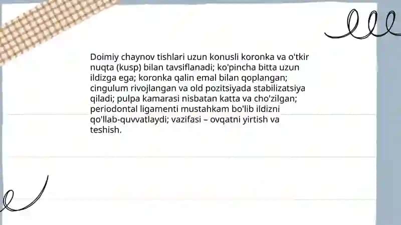 Doimiy tishlovdagi chaynov guruhi tishlarining tuzilishi 3