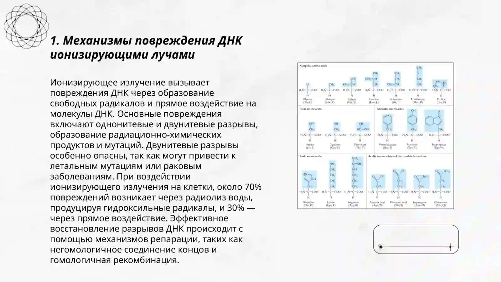 Влияние ионизирующих лучей на нуклеиновые кислоты. Апоптоз 3