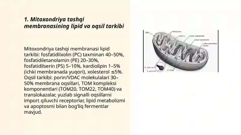 Mitoxondriya membranalarining tuzilishi 3