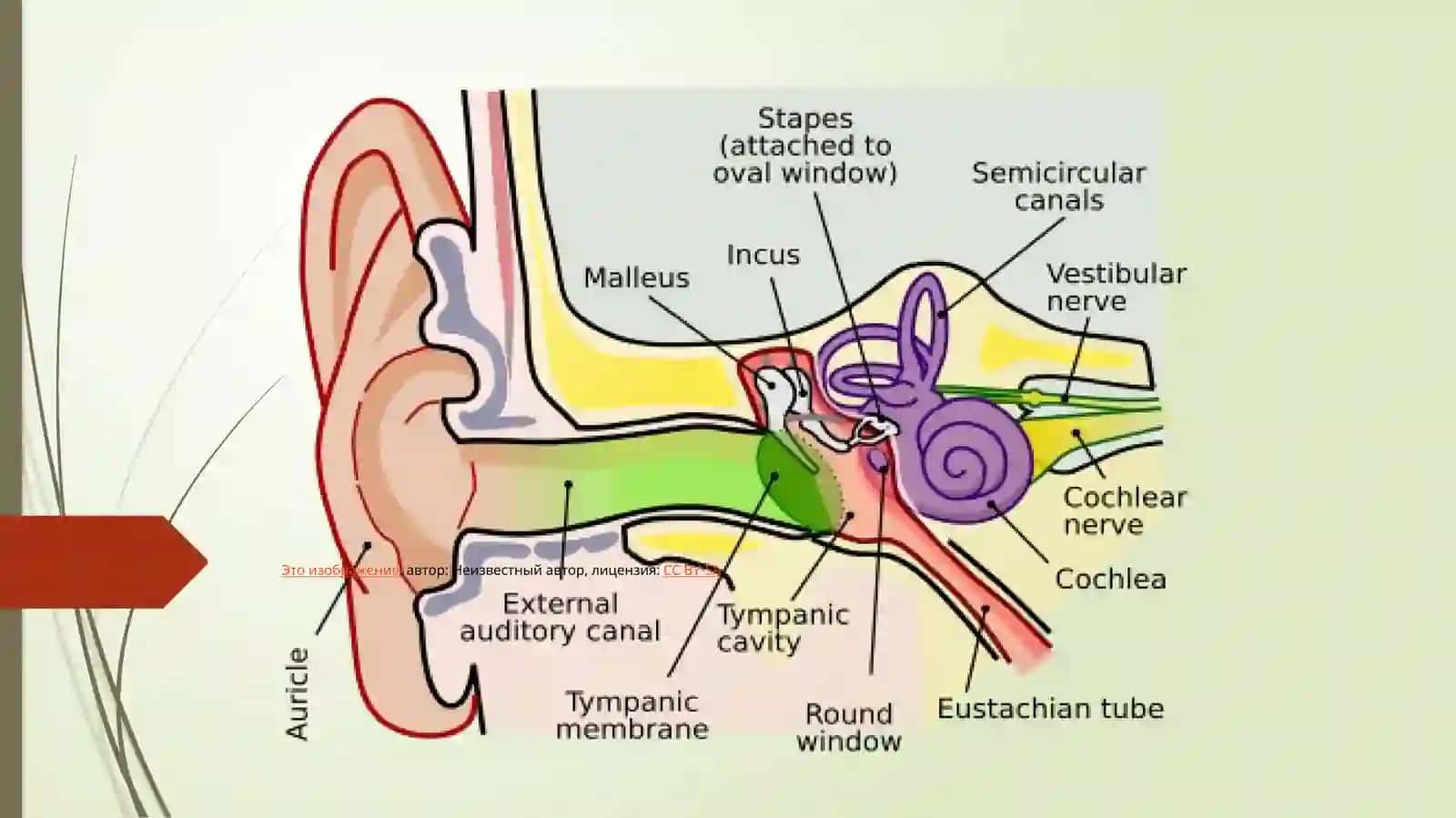TOSHKENT TIBBIYOT AKADEMIYASI KAFEDRA: GISTALOGIYA VA TIBBIY BIOLOGIYA 3