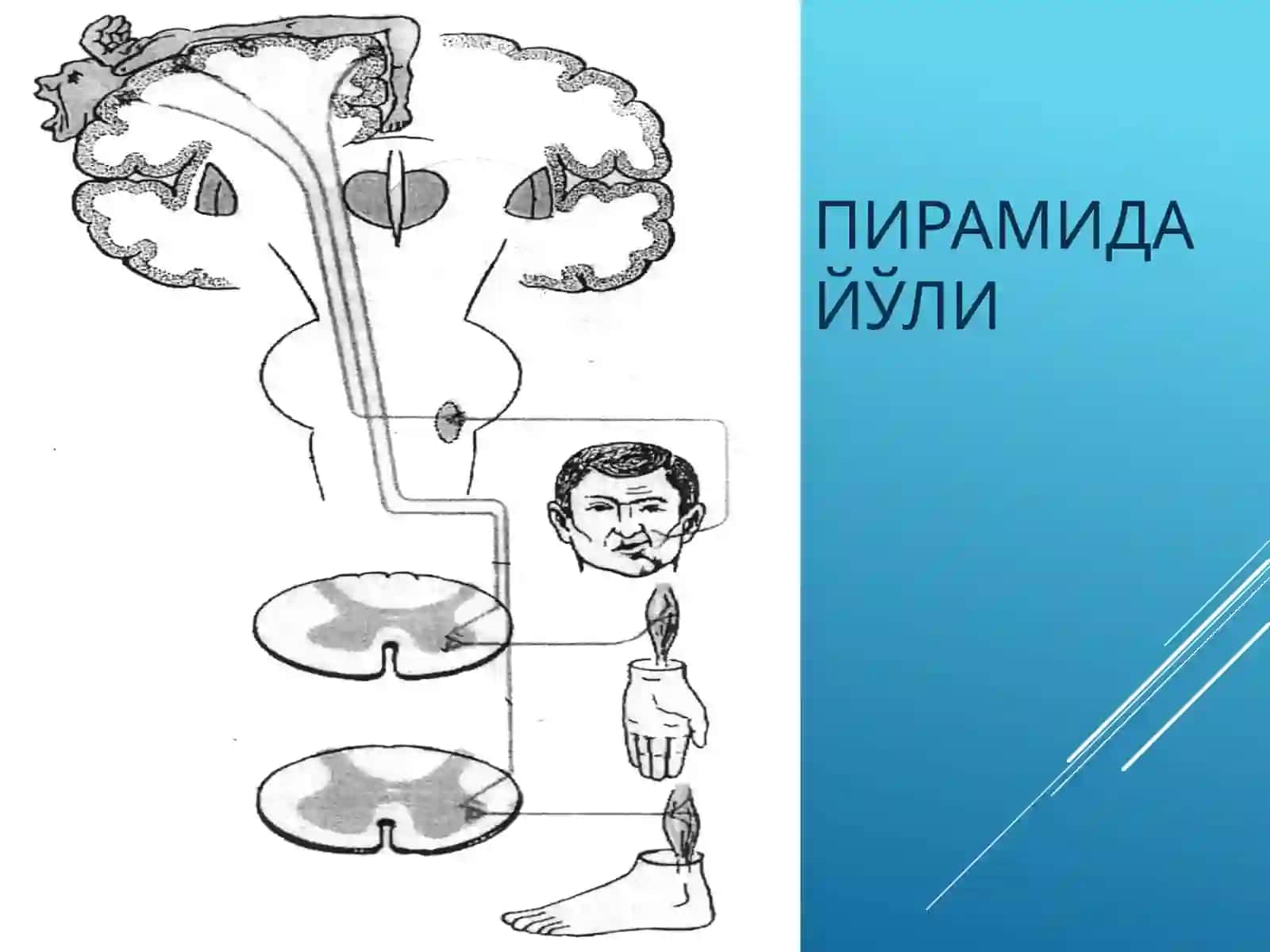 Ихтиёрий харакат тизими 3