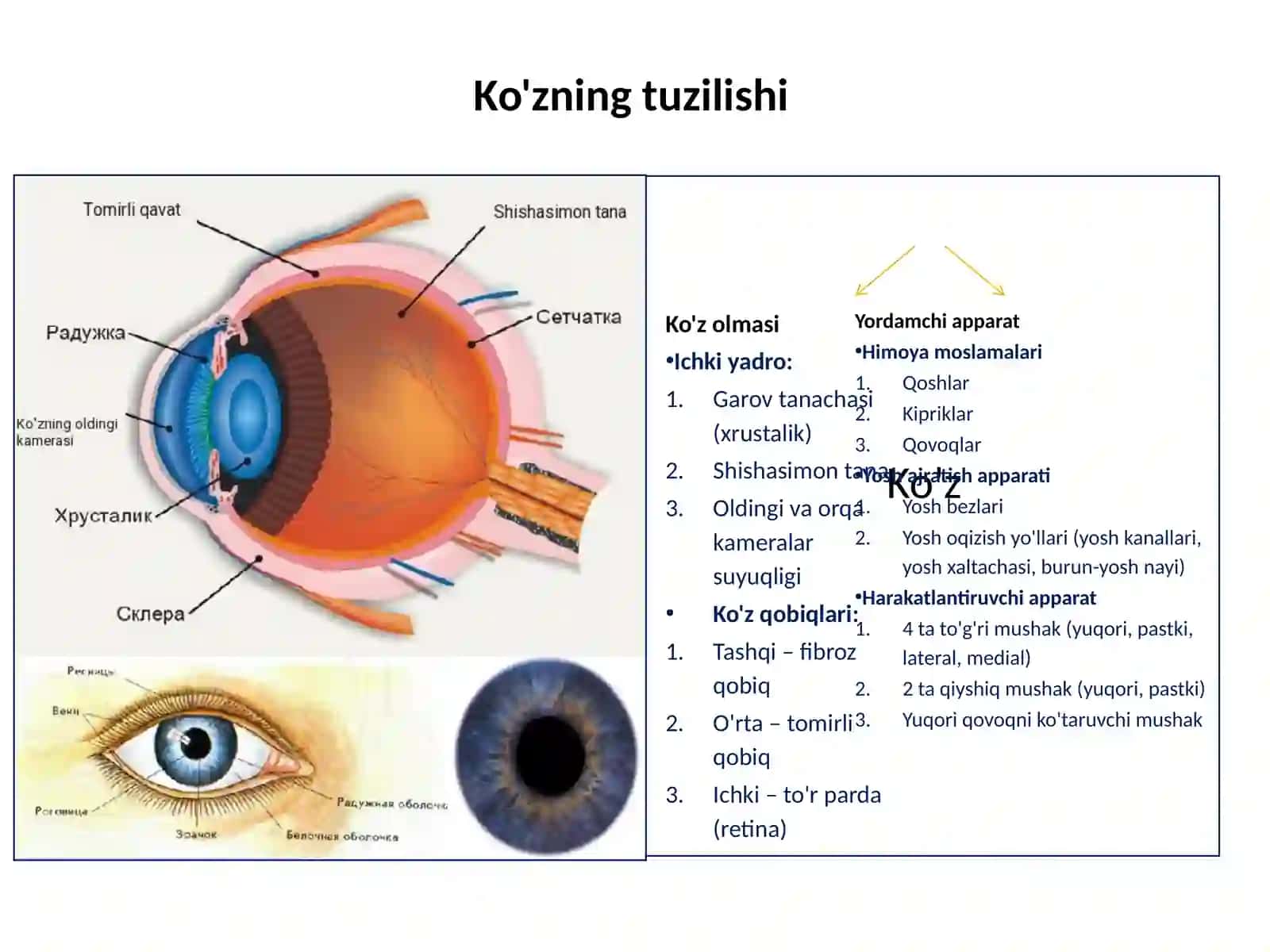 Ko'rish analizatori tuzilishi 3
