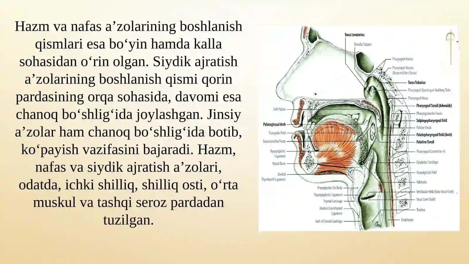 Ichki A'zolar Haqida Ta'limot 3
