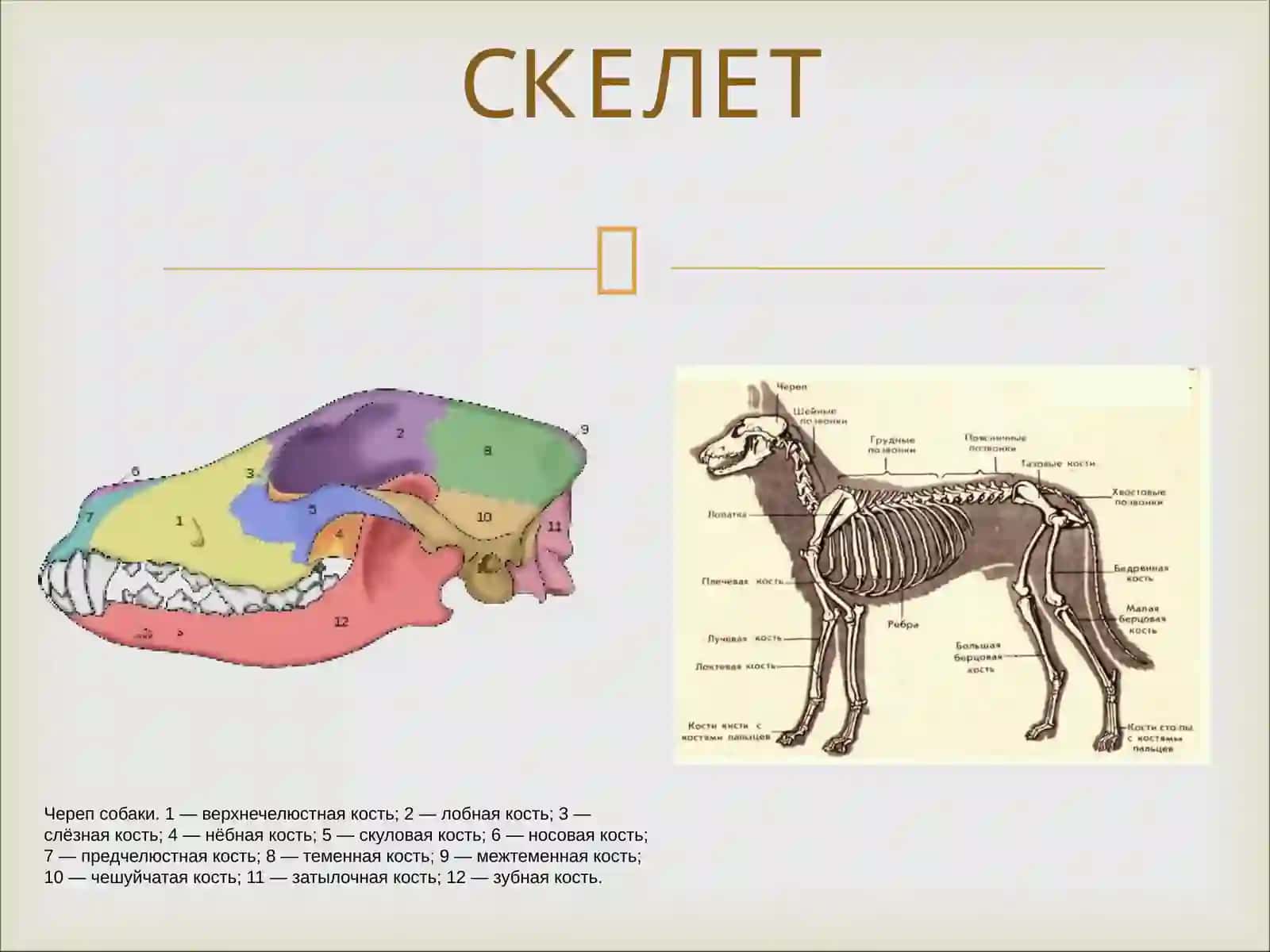 МЛЕКОПИТАЮЩИЕ 3