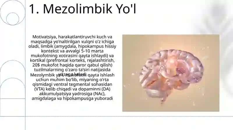 Neyrotransmitter va mukofot yo'llari 3