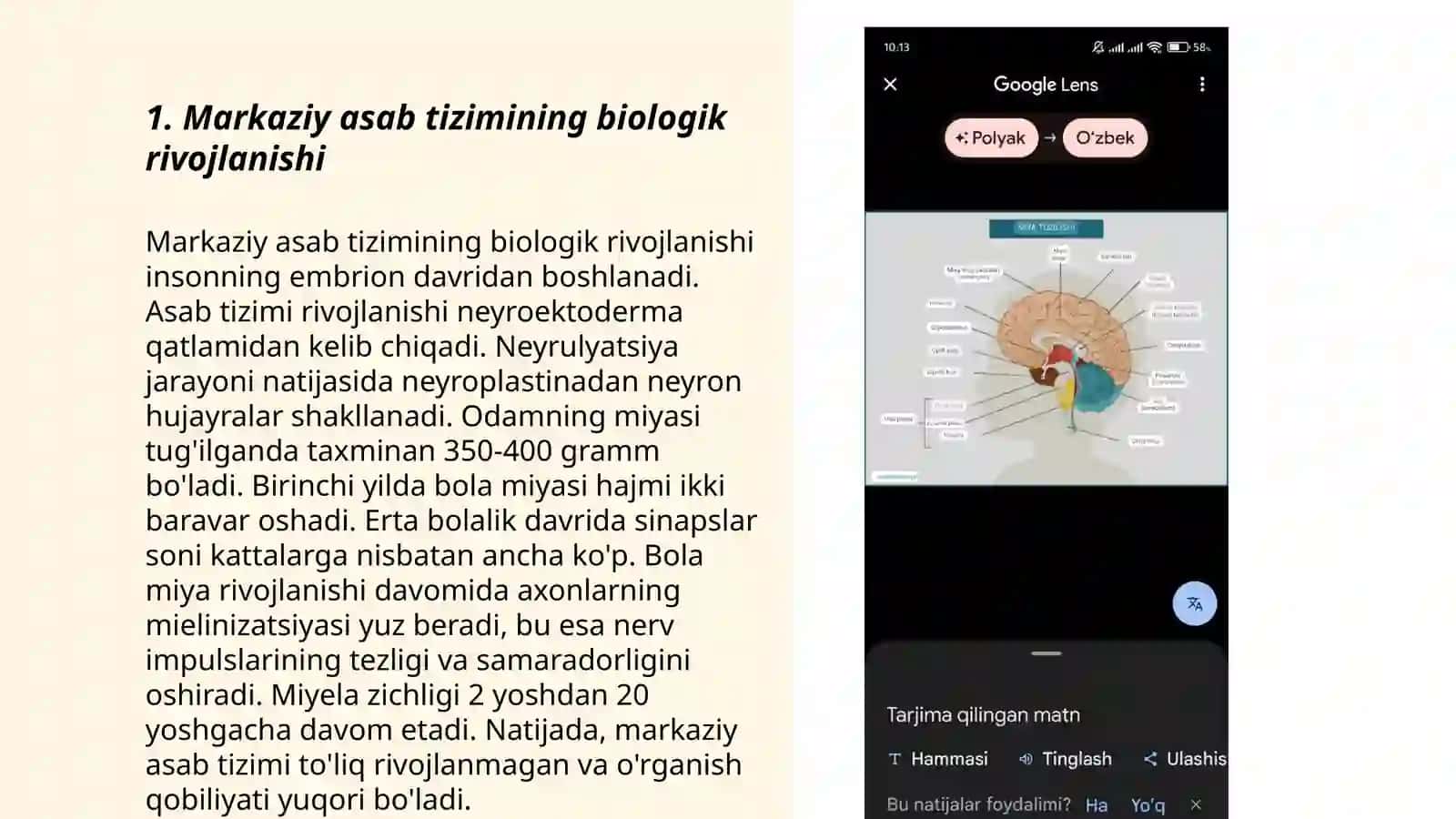 Markaziy asab tizimining biologik rivojlanishi 3