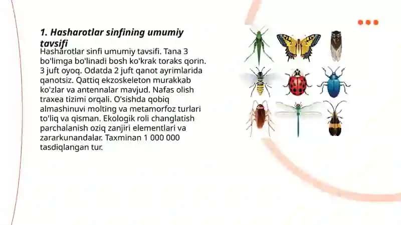 Hasharotlar sinfi 3