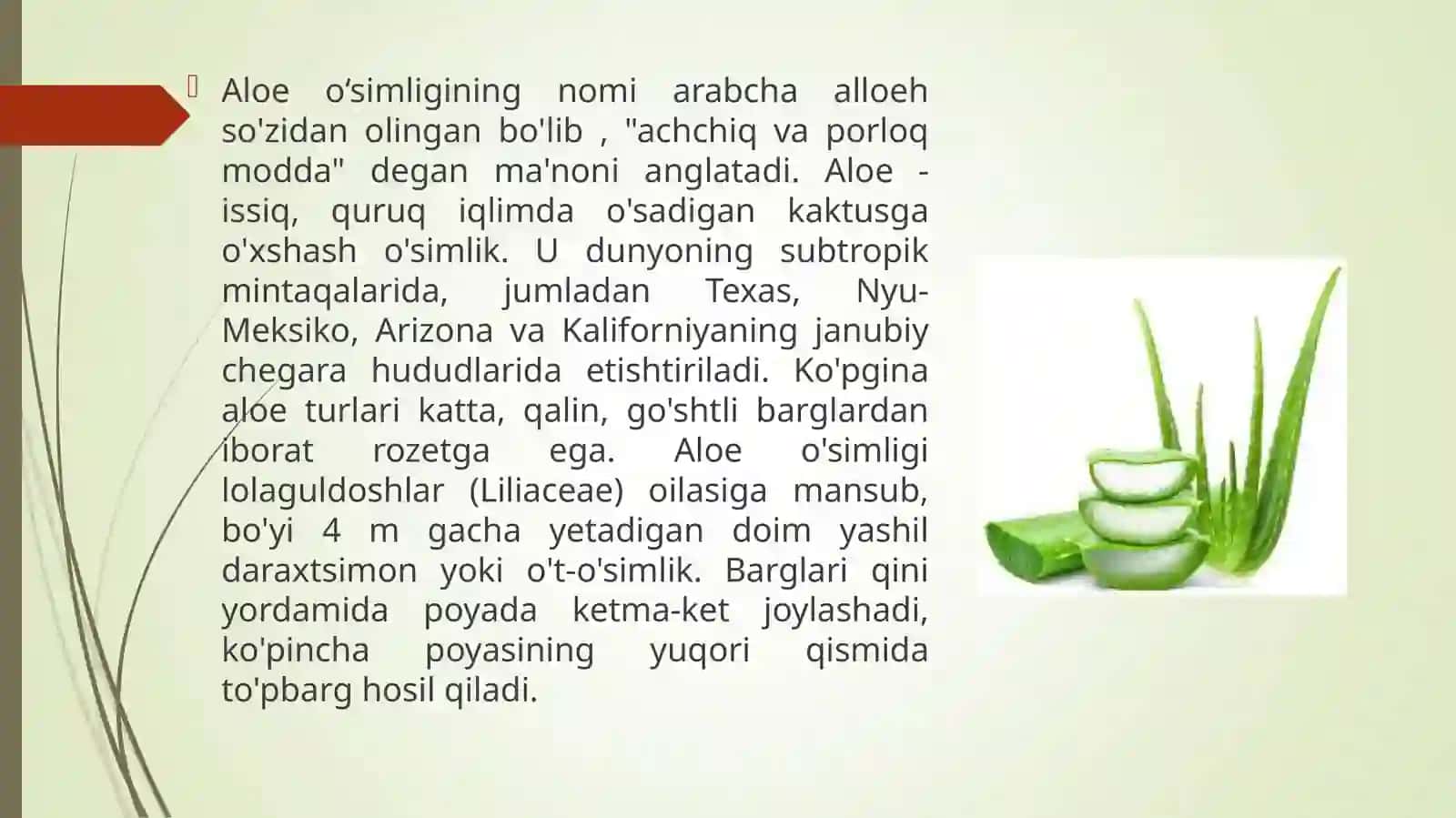 Daraxtsimon aloe o'simligi 3