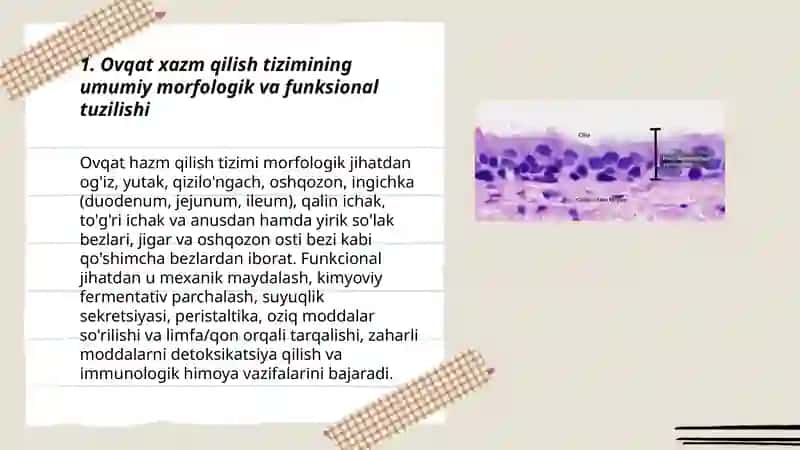 Ovqat xazm qilish tizimi 3