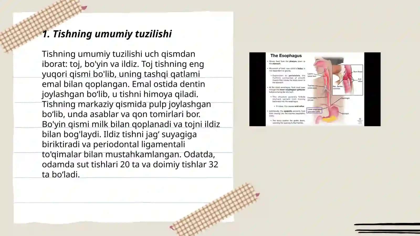 Tish-jag' tizimining anatomik va fiziologik xususiyatlari. Tishlar anatomiyasi va gistalogiyasi 3