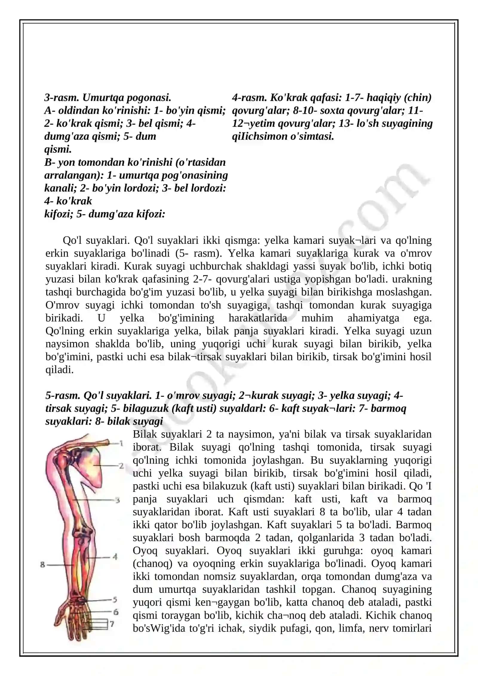 Tayanch-harakatlanish sistemasining tuzilishi. Suyak sistemasi. Odam skeleti 3