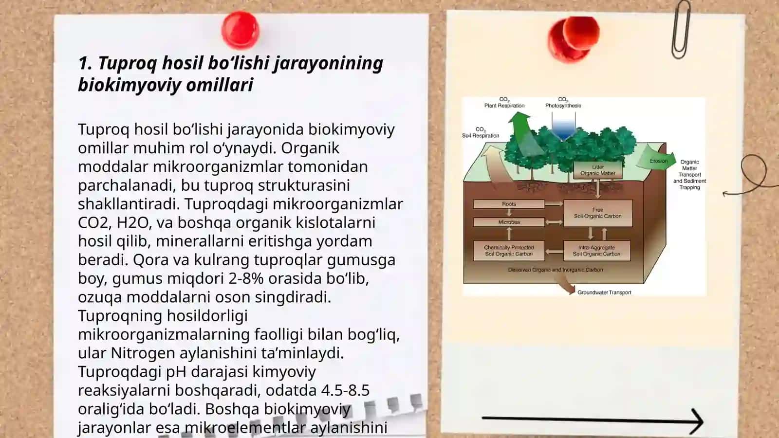 Tuproq hosil bo‘lishi jarayoni va omillari 3