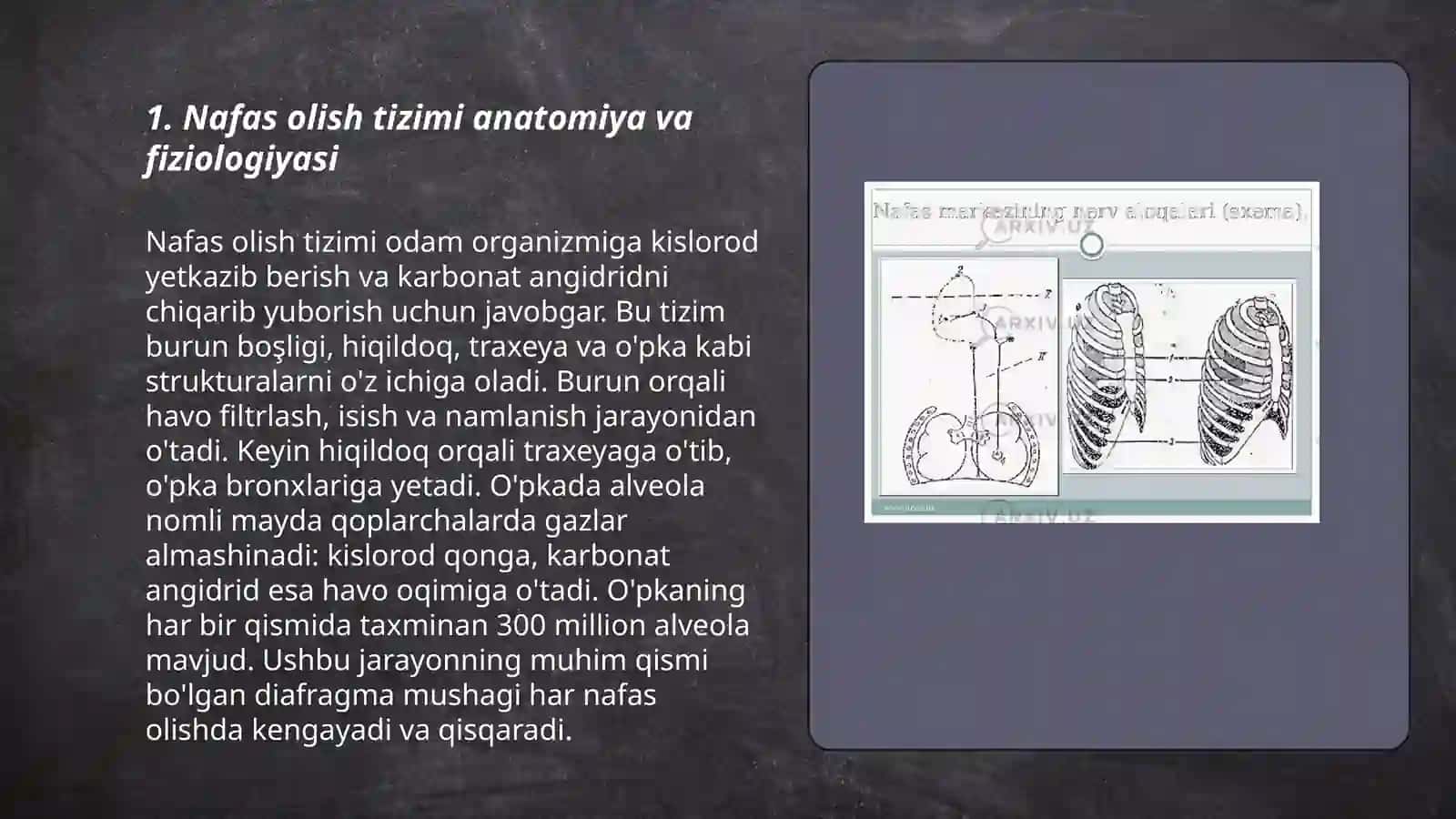 Nafas olish tizimining yosh fiziologiyasi va gigiyenasi 3