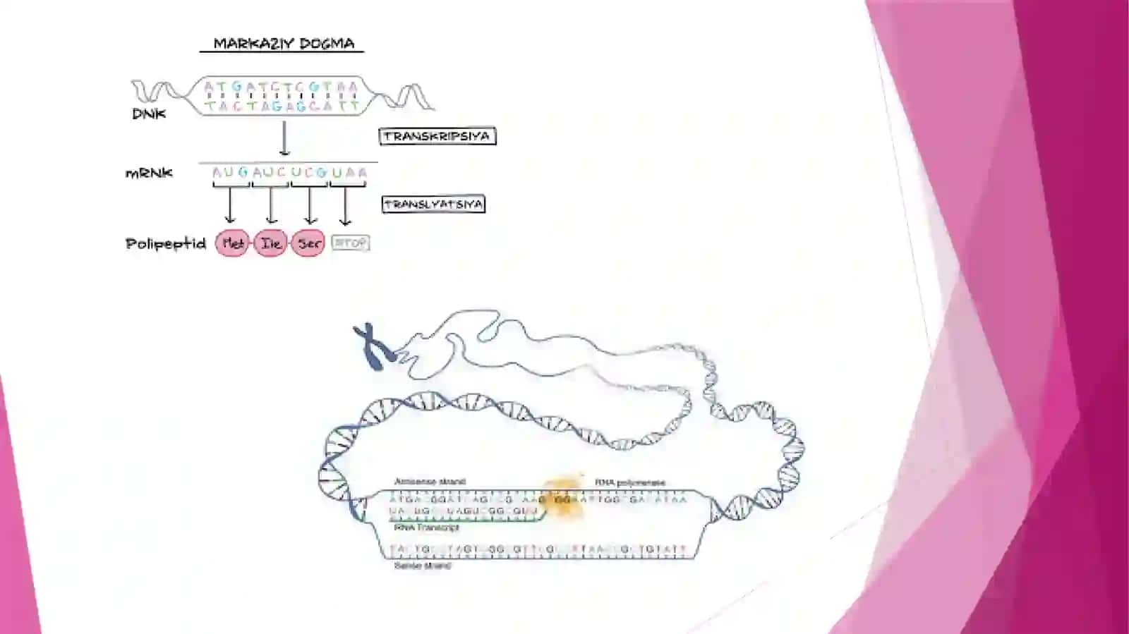 Molekulyarbiologiya.Genlarekspressiyasi 3