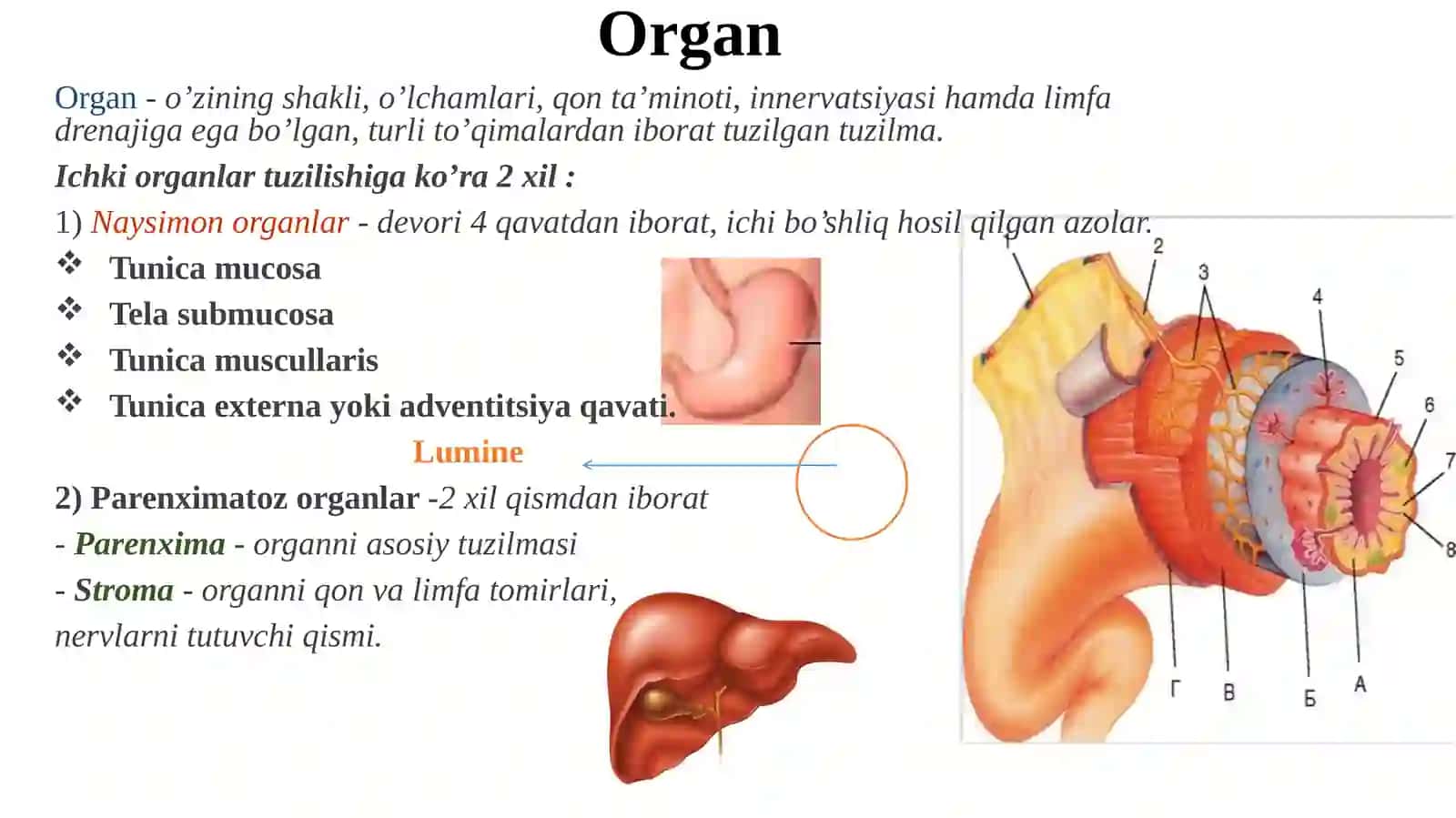 Umumiy splanxnologiya 3
