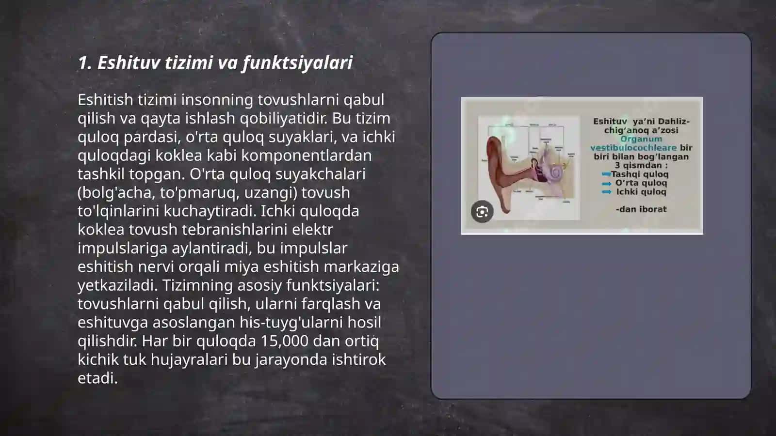 Eshituv va vestibulyar analizatorlar. Va ichki a'zolarning oʻzaro bogʻliqligi 3
