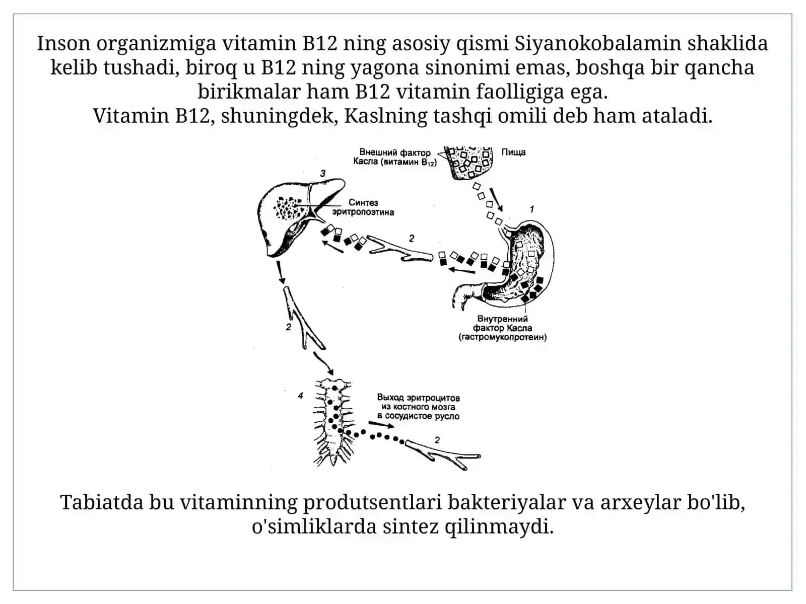 Biologiya - Vitamin B12 3