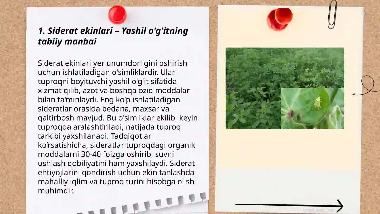 Organik sabzavotchilikda siderat ekinlari va beda bilan boshqa ekinlarni almashlab ekish 3