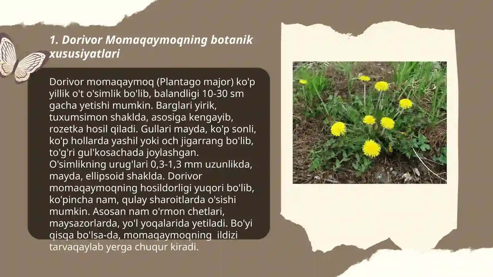 Dorivor Momaqaymoq (Taraxacum officinale) 3