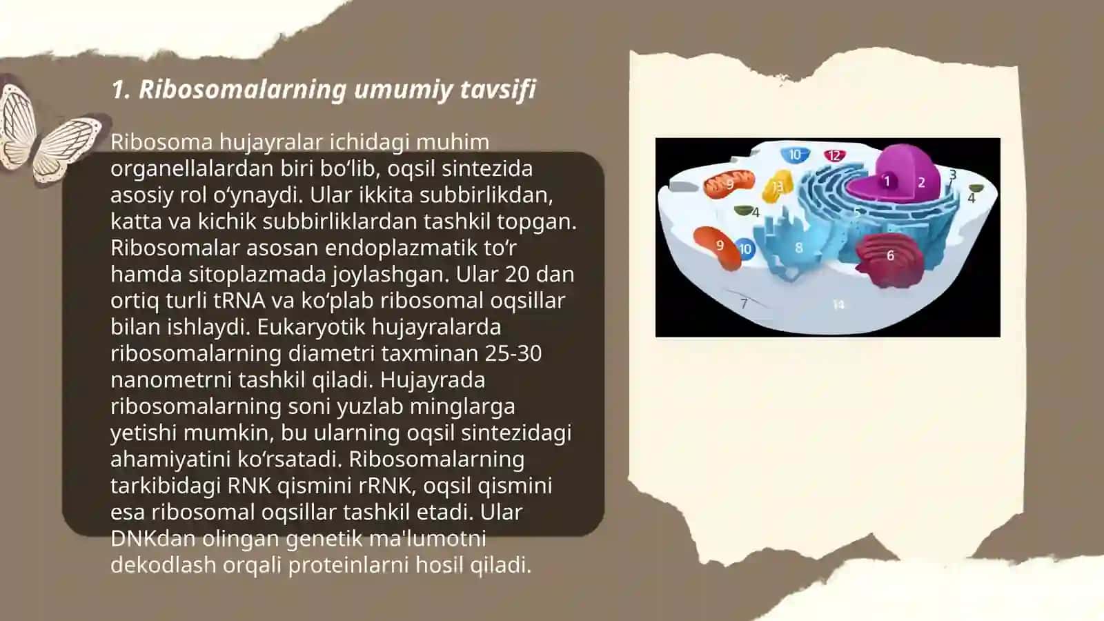 Ribosomalar va ularning tuzilishi, funksional holatining ahamiyati 3