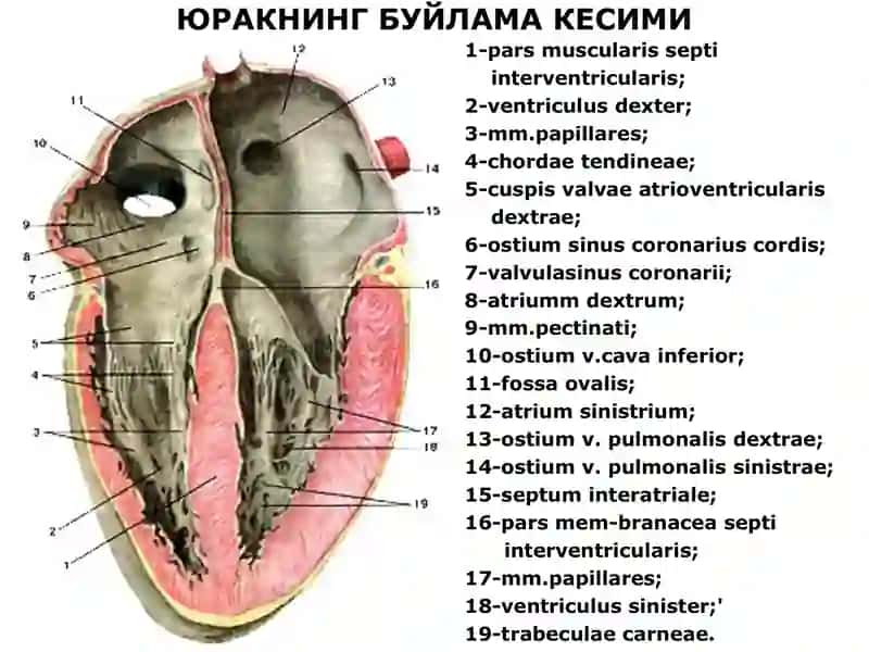ЮРАК АНАТОМИЯСИ 3