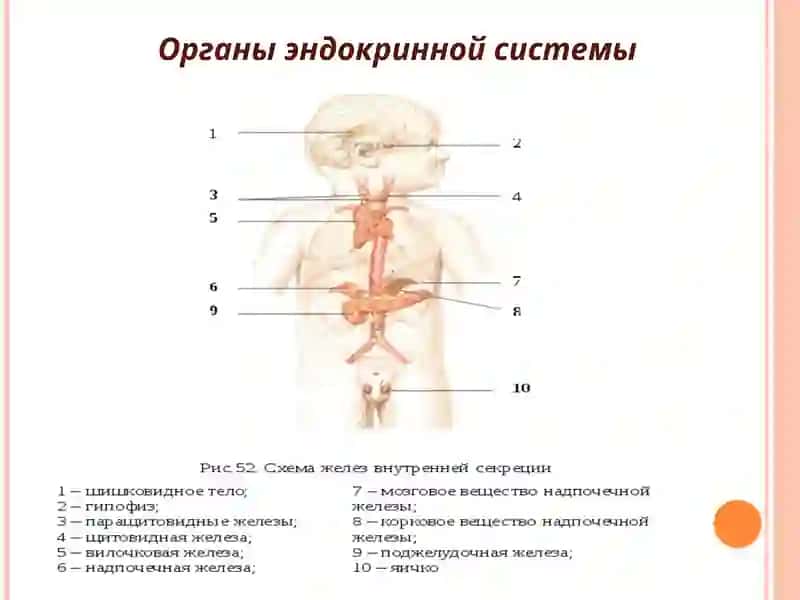 АФО органов эндокринной системы и семиотика их поражения 3