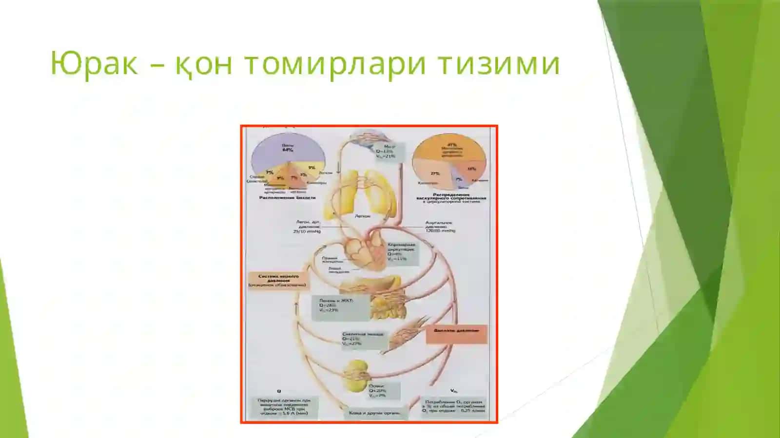 Yurak va qon tomir tizimi patofiziologiyasi 3