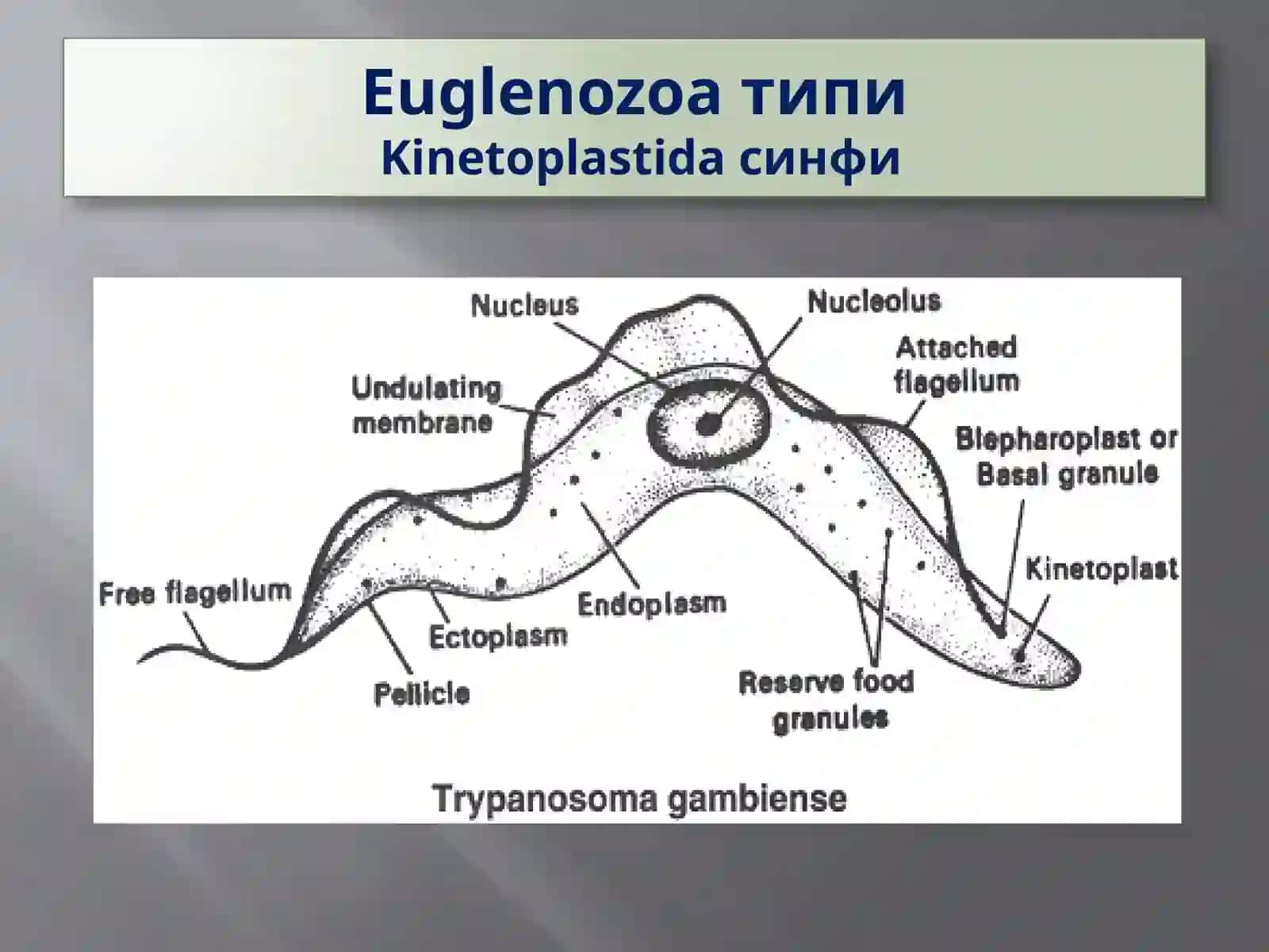 Protozoa кенжа дунёси 3