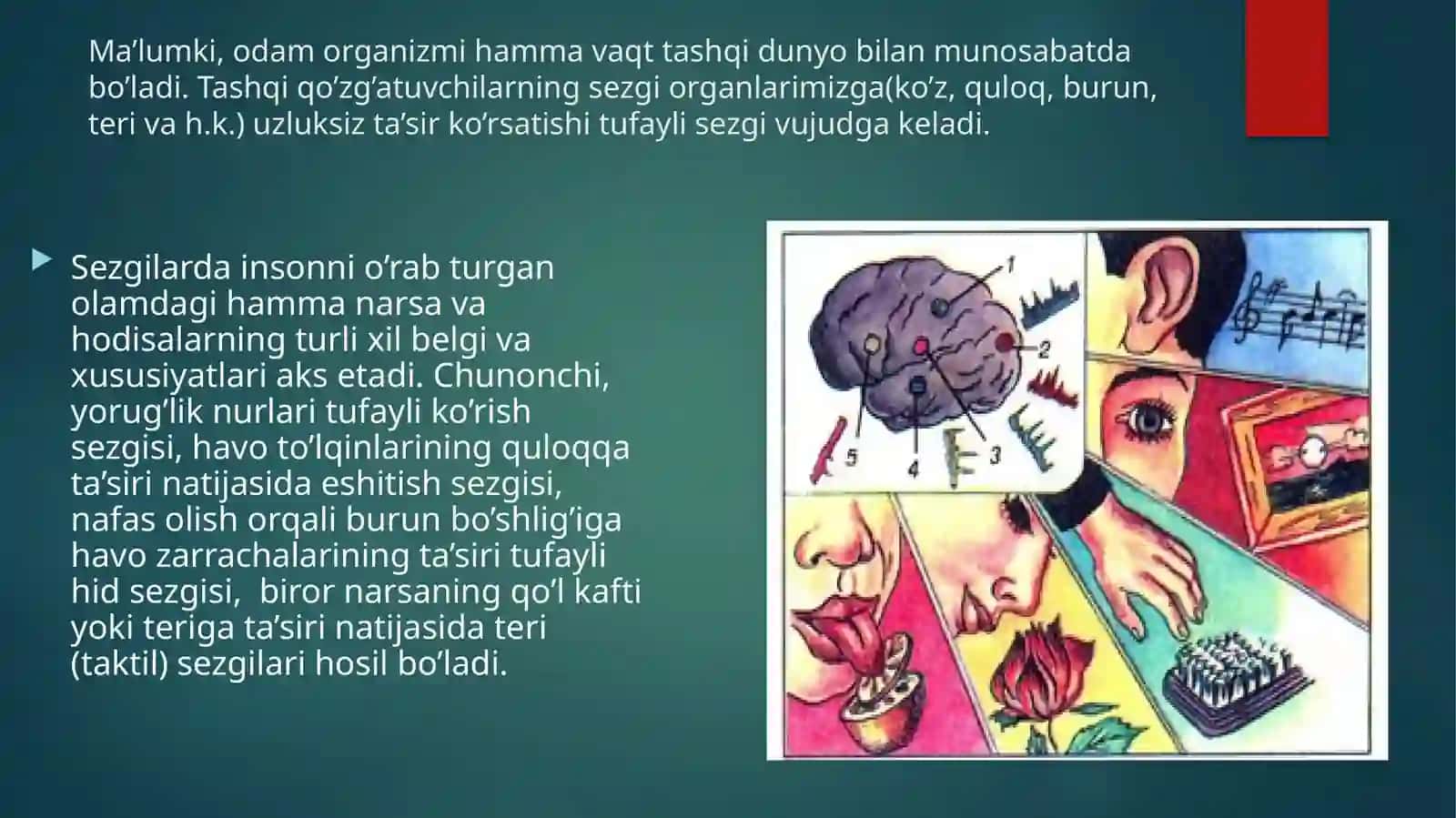Sezgi 3
