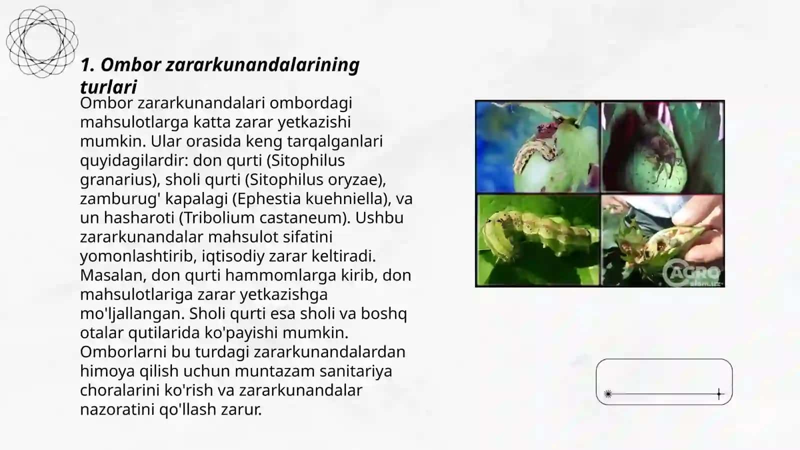 Ombor zararkunandalari va ularga qarshi kurash 3