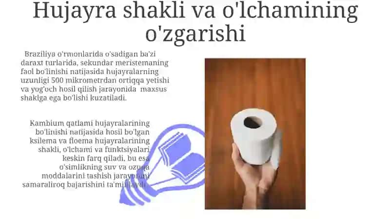 Meristematik to'qimani doimiy to'qimga aylanishi 3