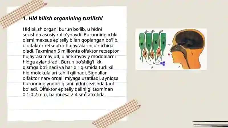 Hid bilish a'zolari tuzilishi 3