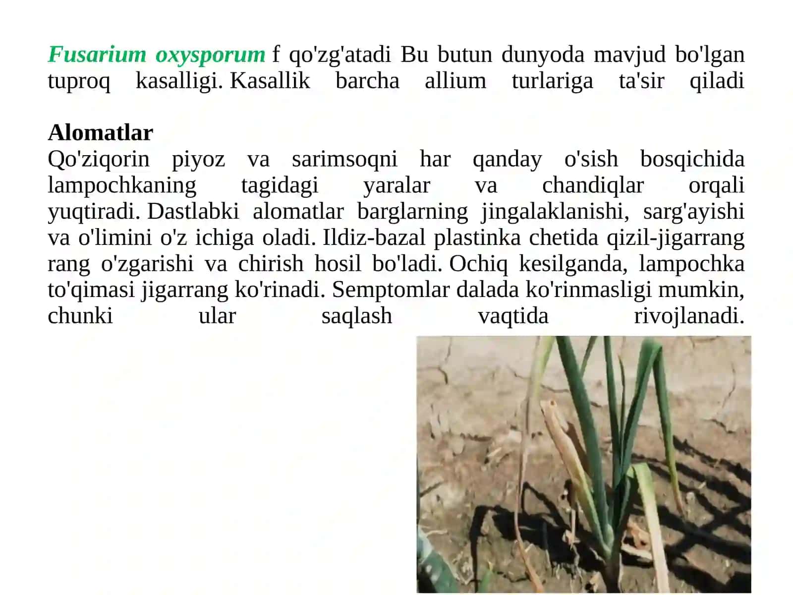 Shafran o’simligidagi patalalogik o’zgarishlar 3