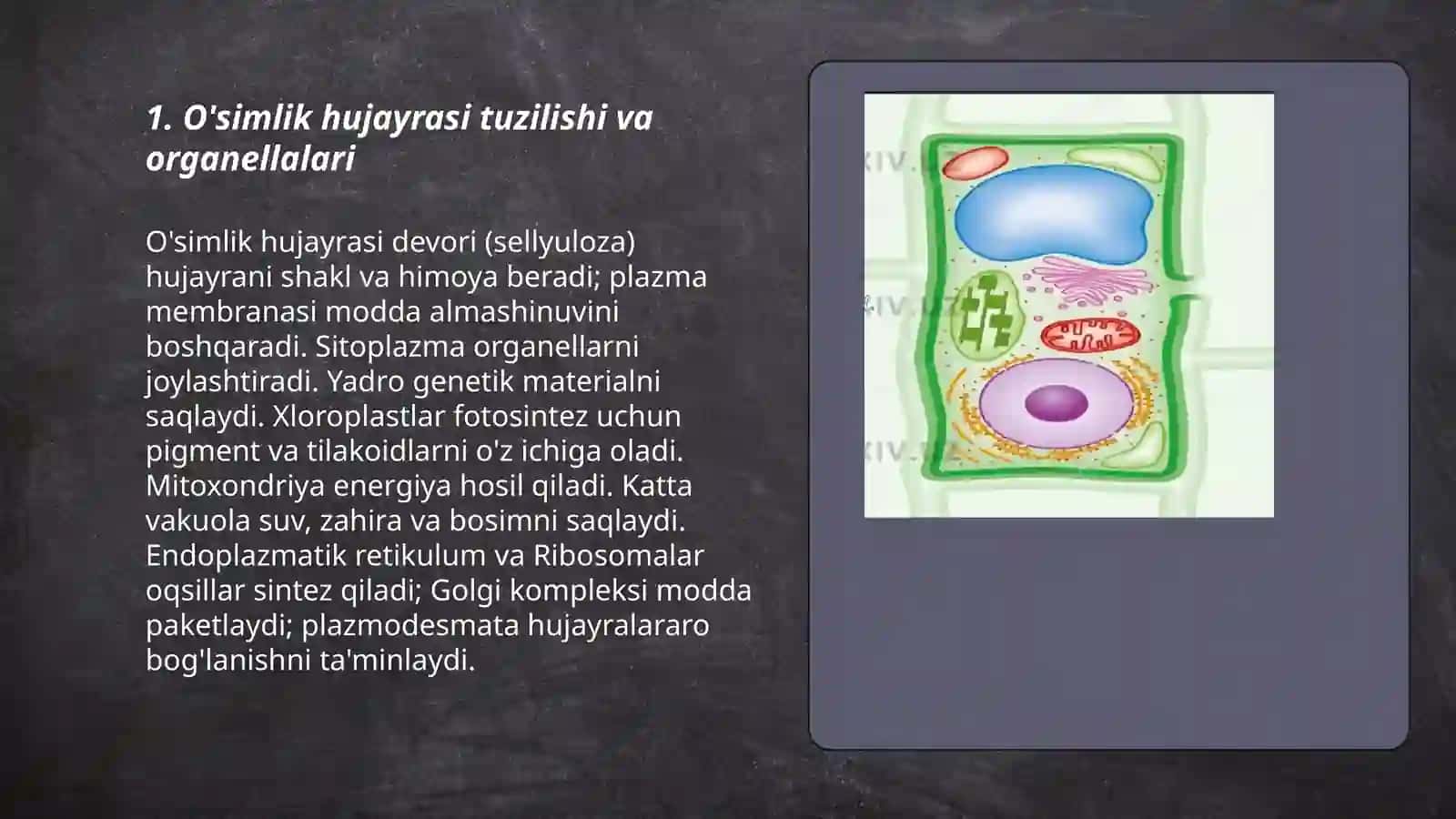 O'simlik hujayrasi tuzilishi va organellalari 3