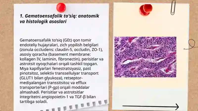 Gematoensafalik toʻsiq gistofiziologiyasi 3