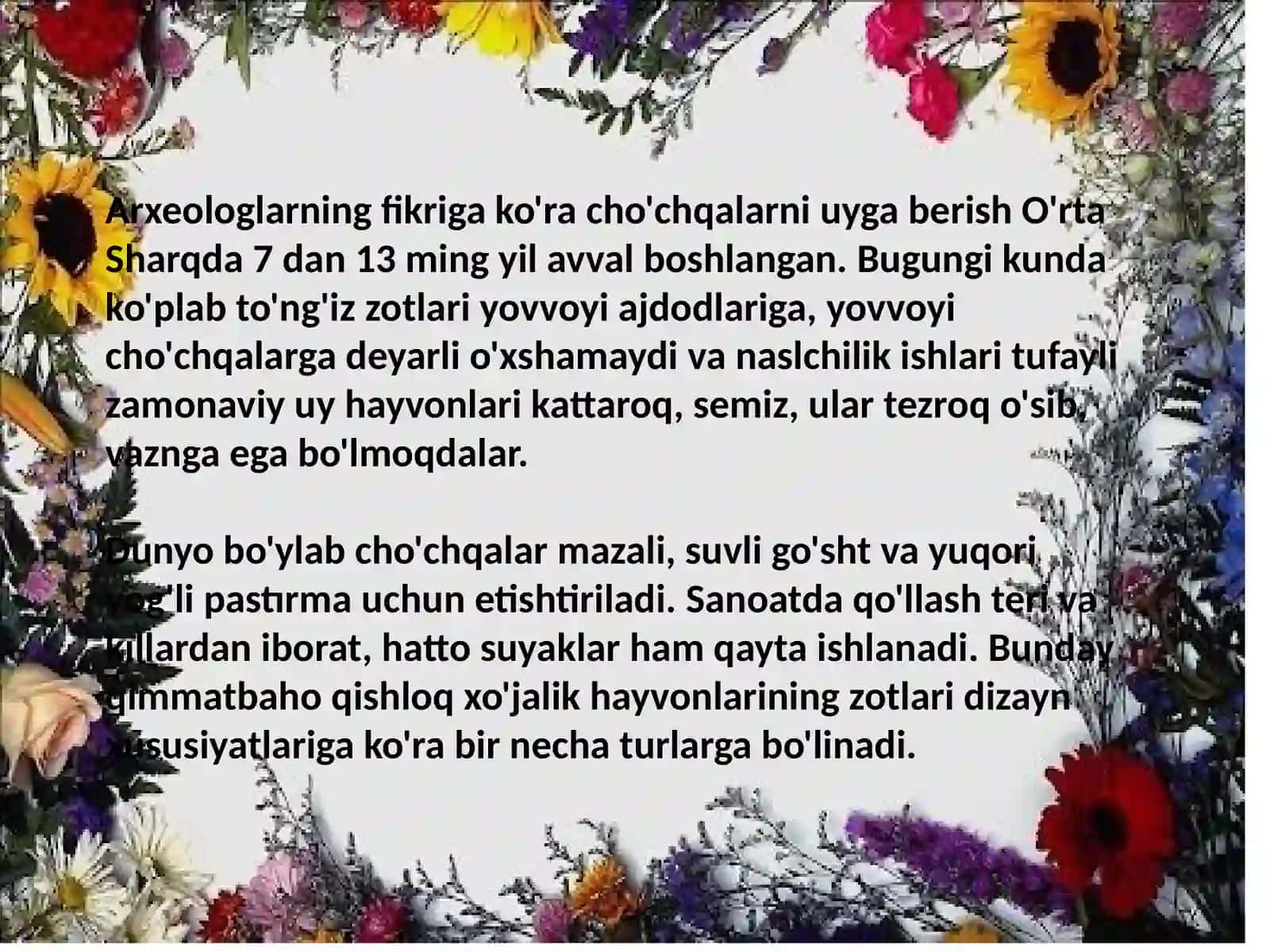 Cho'chqachilik 3